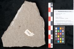 Foto (Objekt + Etikett) von Plantae indet.  (NHMW-GEO-2024-0188-11453)